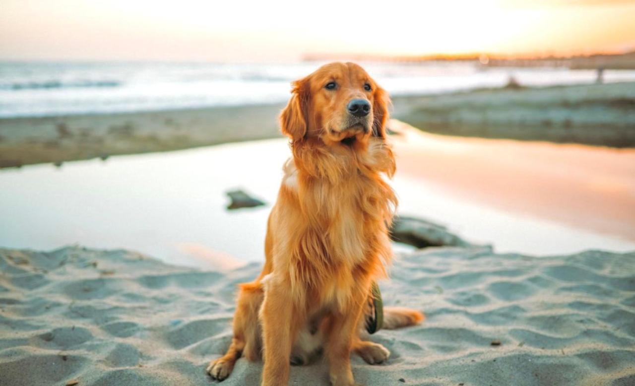 Idyllic Cornish Cottage, Superking Bed, Private Garden Dogs Welcome Truro Exterior foto